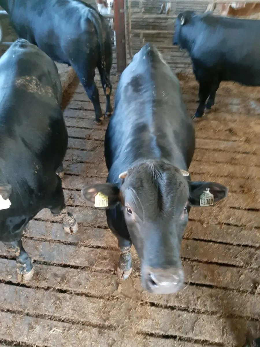 5 Angus bulls - Image 3