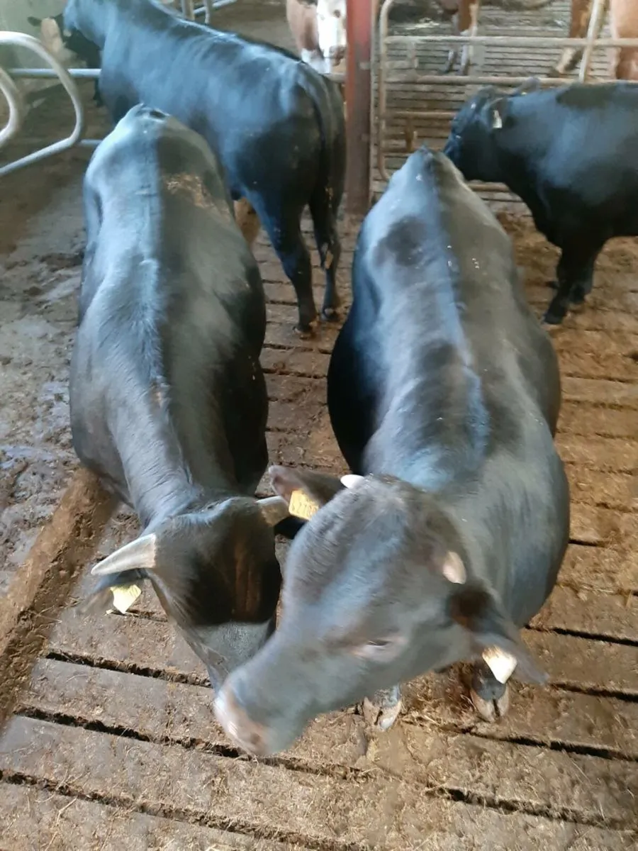 5 Angus bulls - Image 4