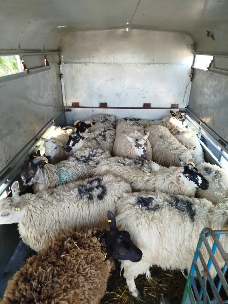 2024 lambs 2nd yr in conversion