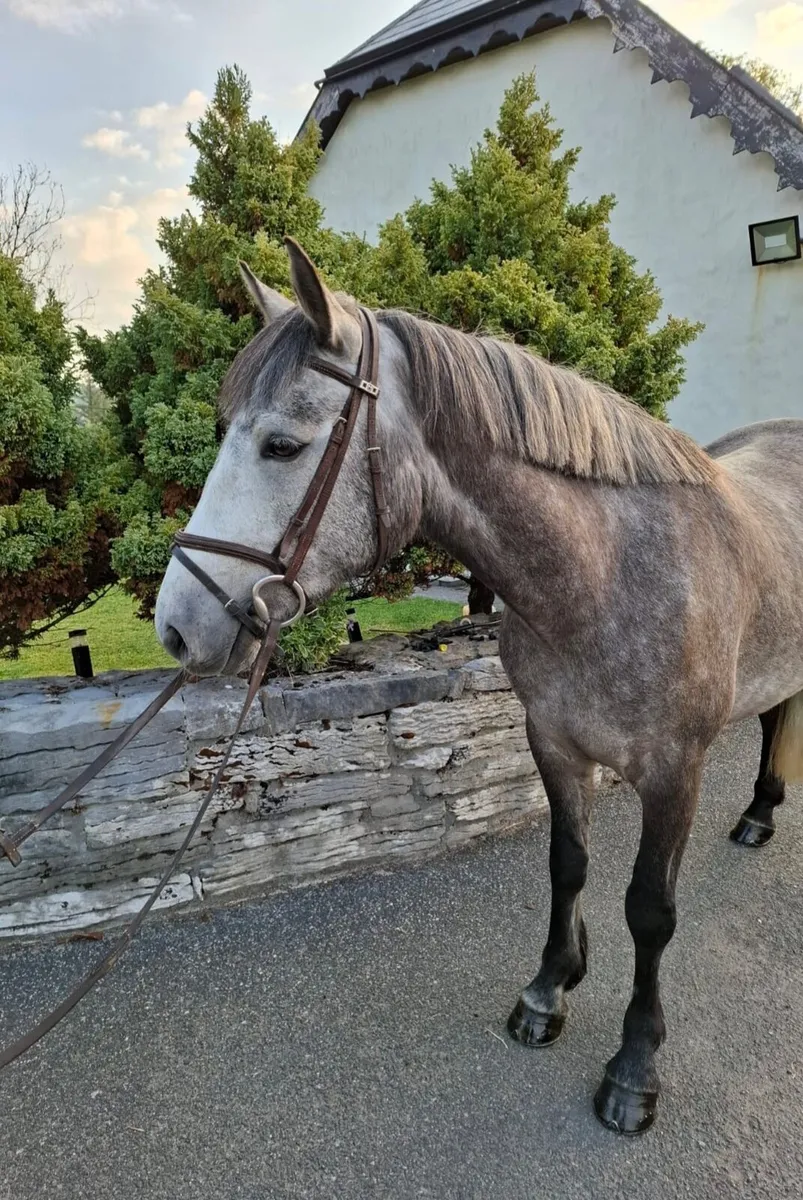 Attractive 5 Year Old Connemara Gelding - Image 4