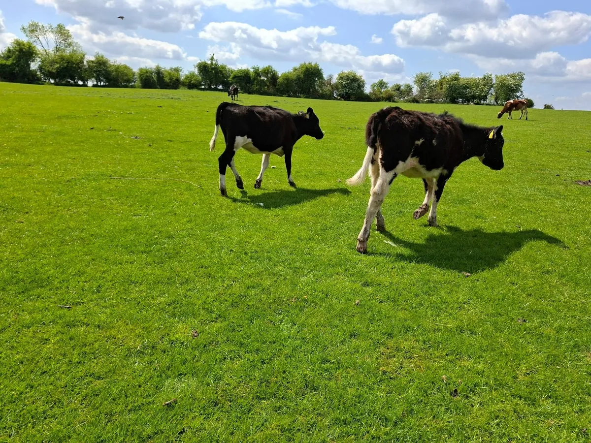 Angus and  Friesan Heifers and Bulls - Image 2