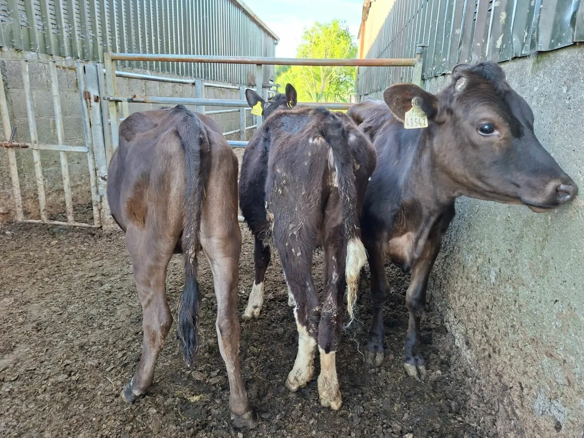 Angus and Speckled Park Heifers and Bulls - Image 2