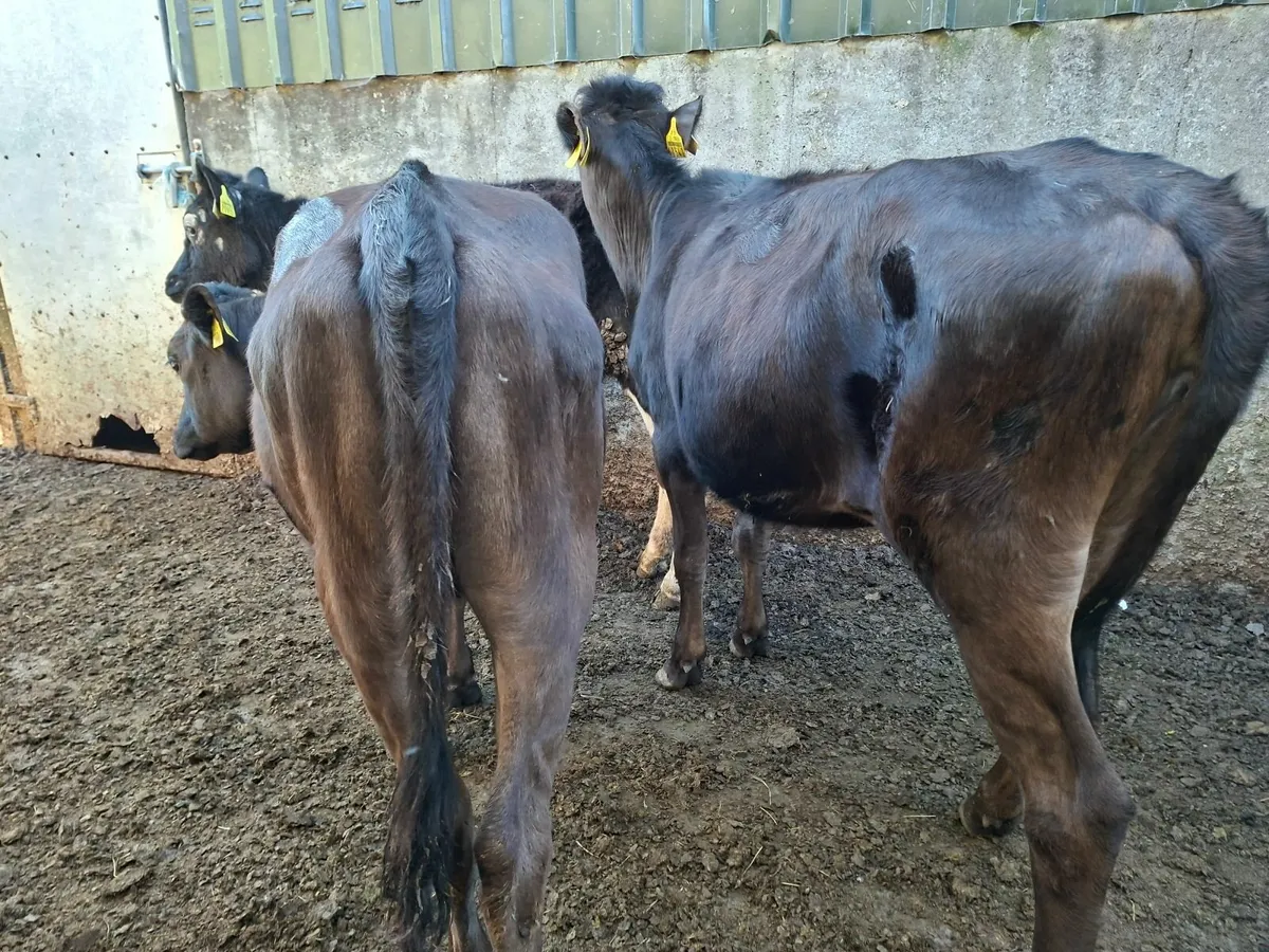 Angus and Speckled Park Heifers and Bulls - Image 3