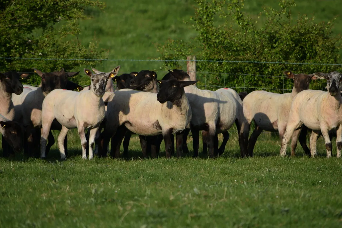Suffolk Ewe hoggets for sale - Image 3