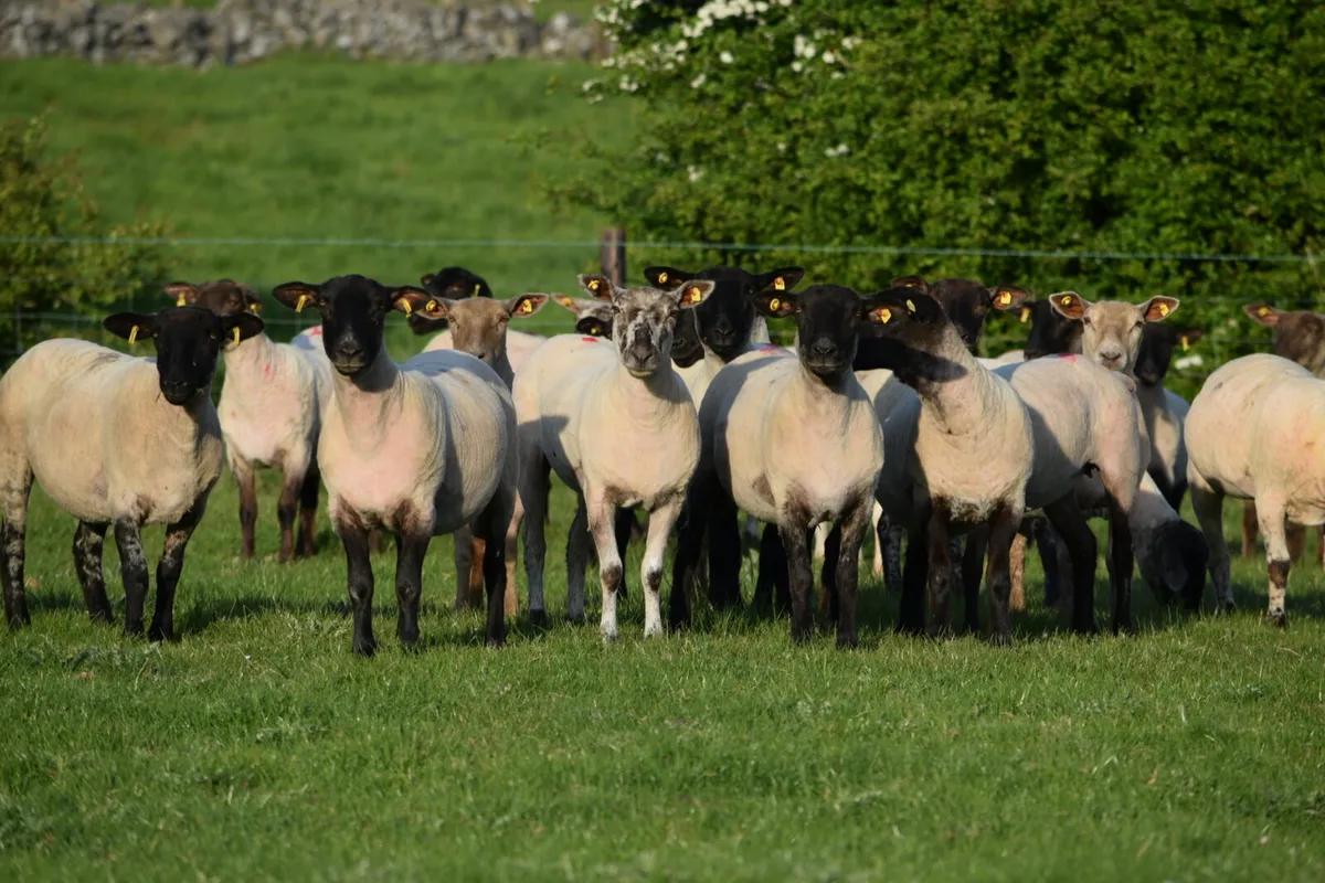 Suffolk Ewe hoggets for sale - Image 4