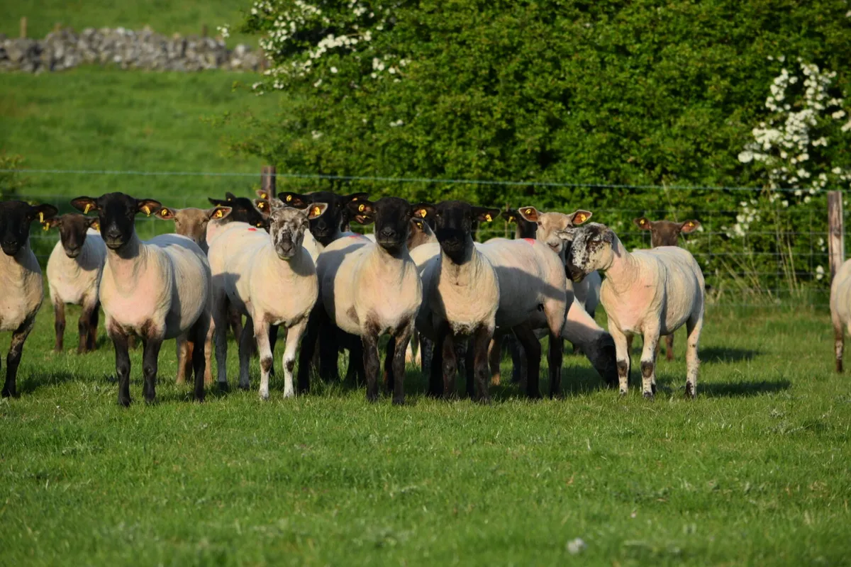 Suffolk Ewe hoggets for sale - Image 1