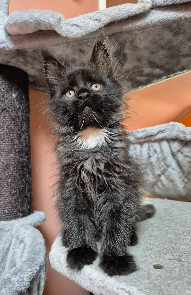 Maine coon - Image 2