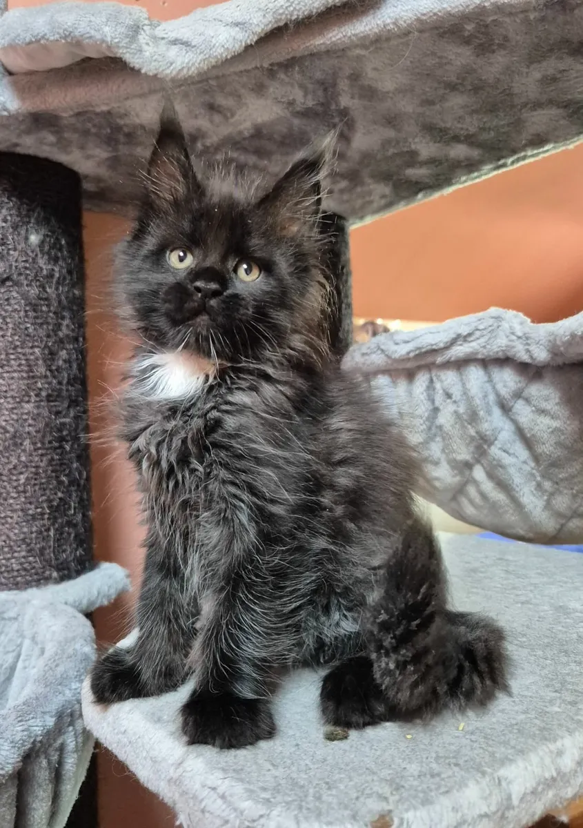 Maine coon - Image 3