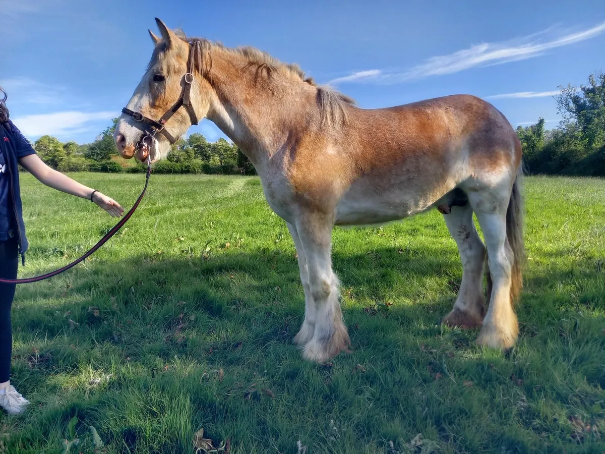 Horse for stud - Image 1