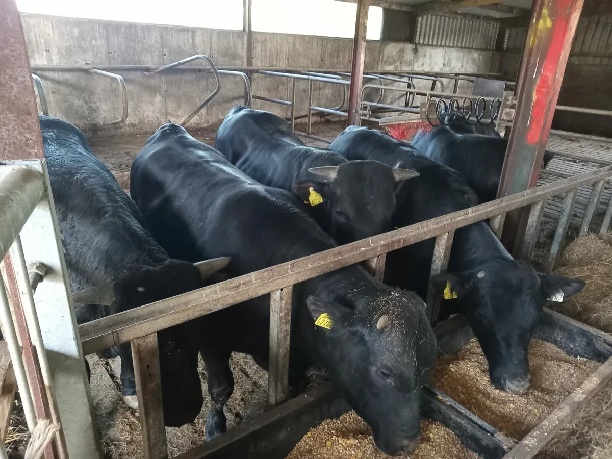 5 Angus bulls - Image 1