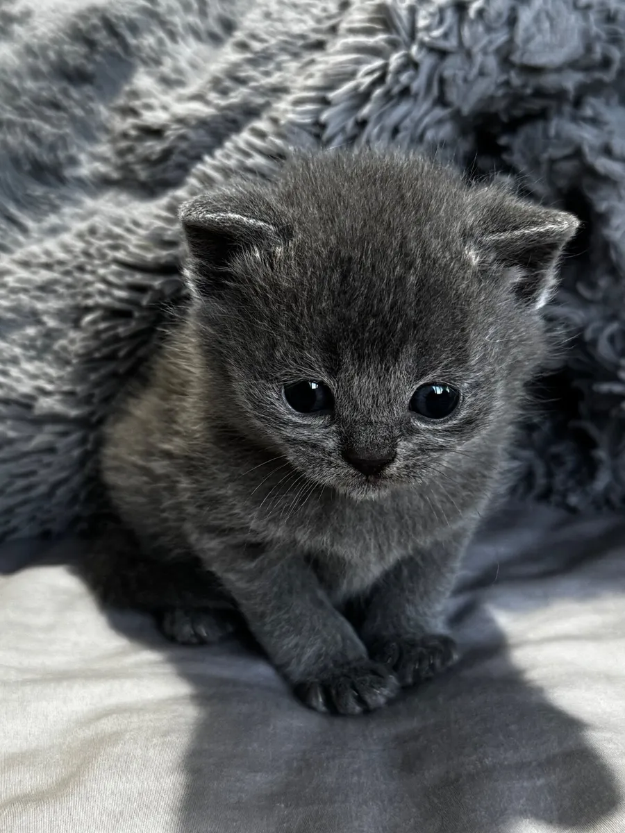 British Shorthair Kittens - Image 2