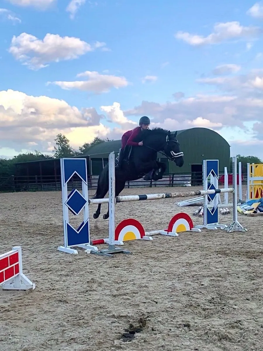 ⭐️ Talented 2015 mare ⭐️ - Image 1