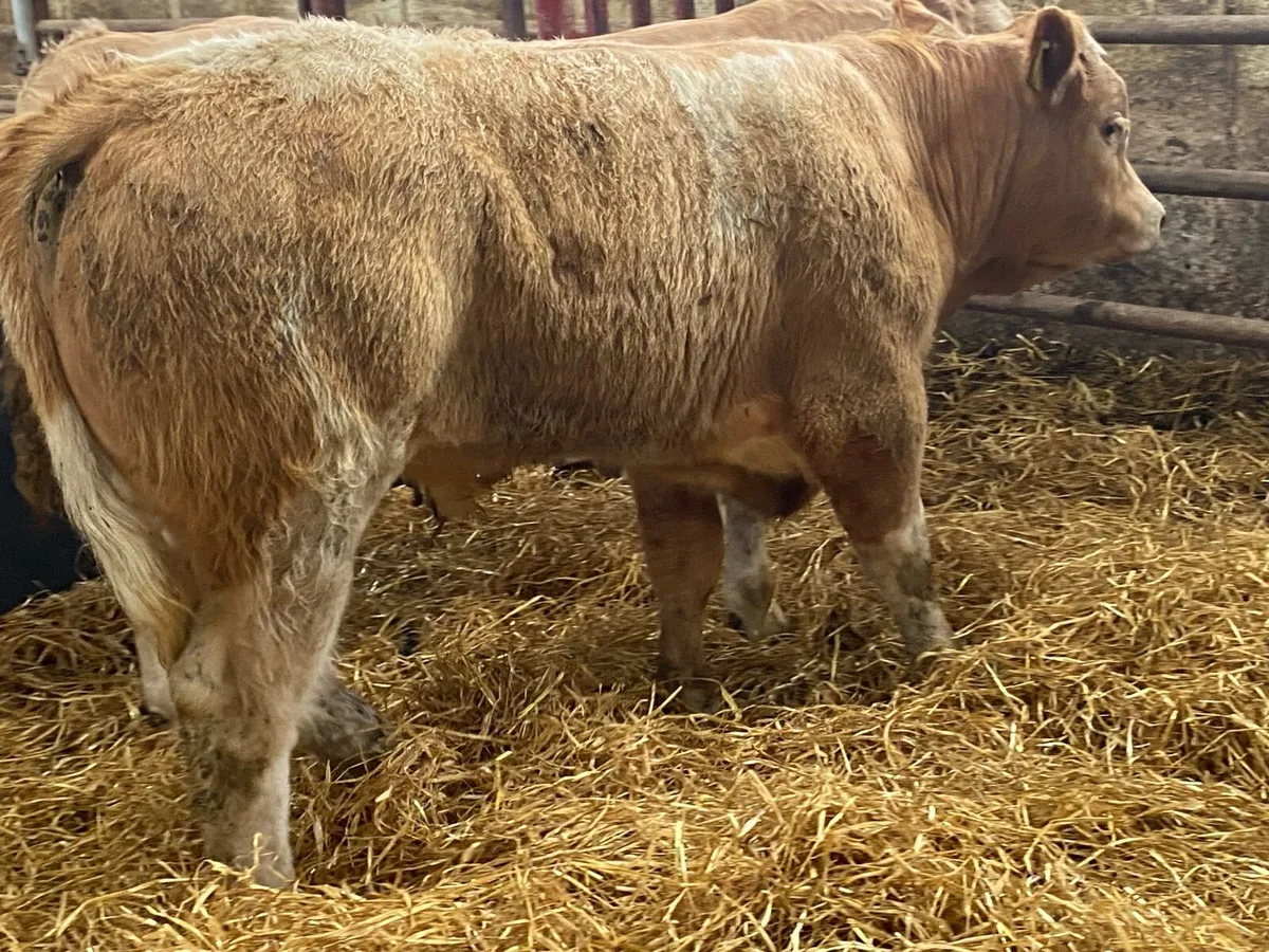 Cracking E Grade Show Bullocks - Image 4