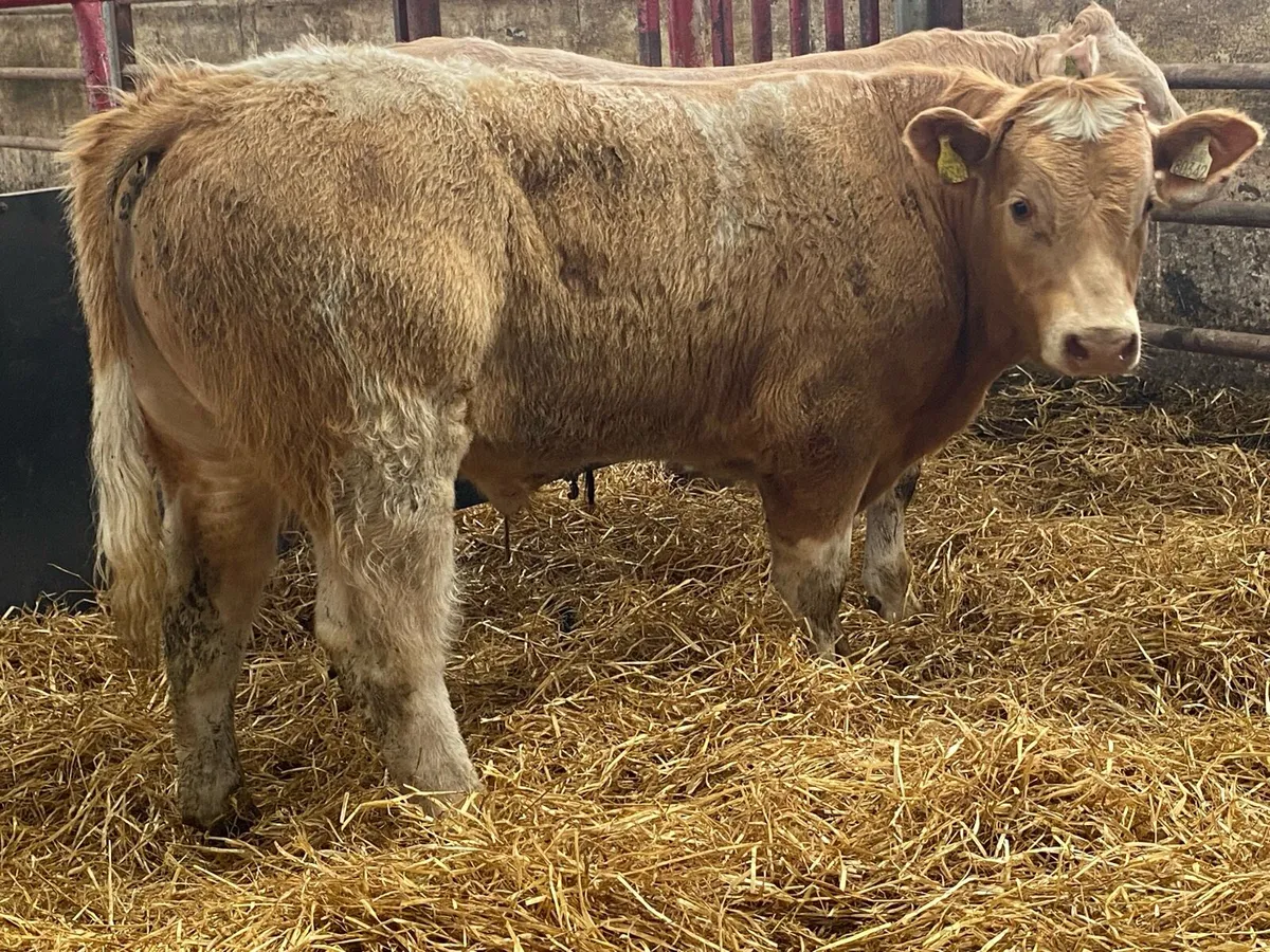 Cracking E Grade Show Bullocks - Image 2