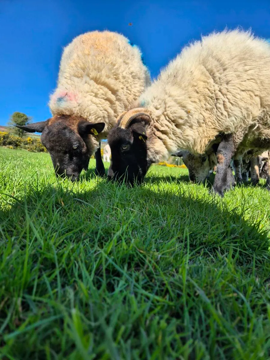 Sheep Grazing wanted