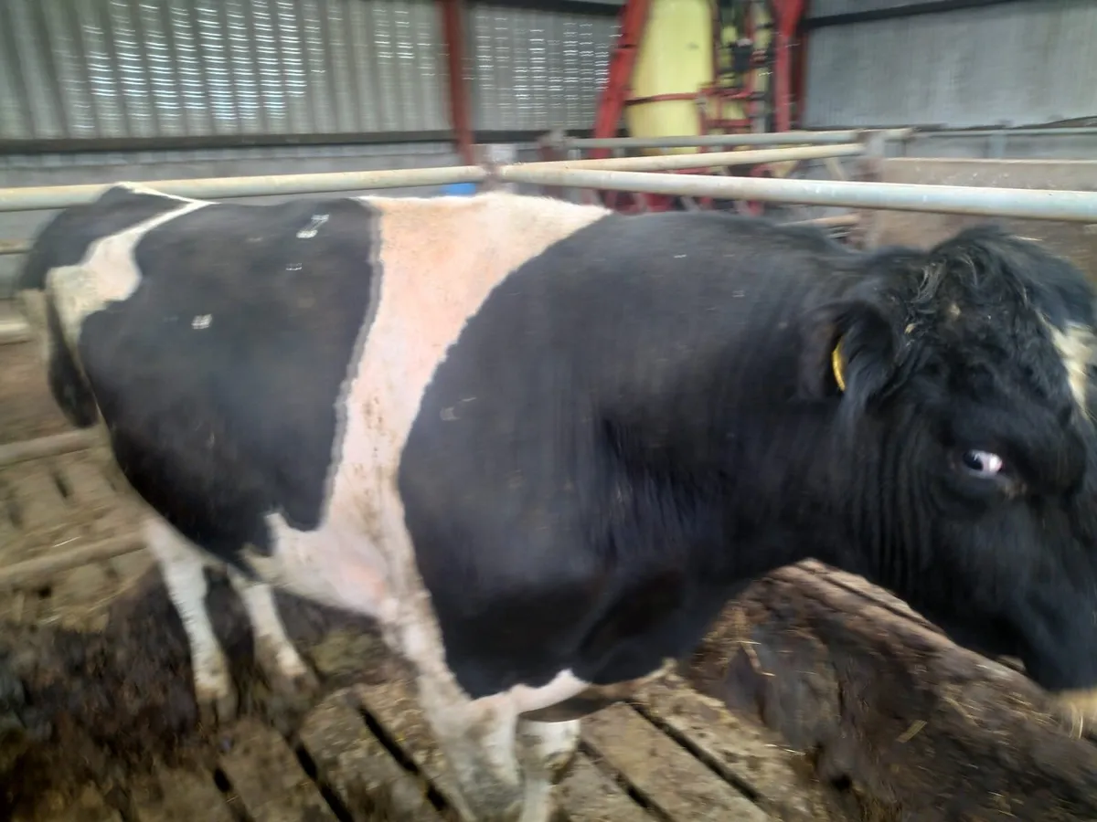 Friesian - Image 1