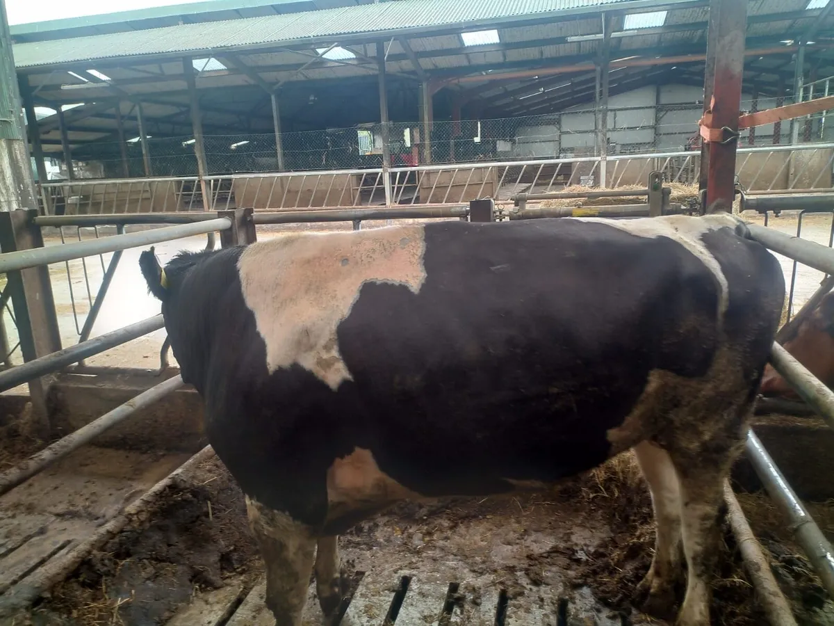 Friesian - Image 2