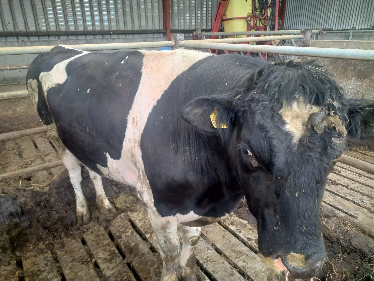 Friesian - Image 3