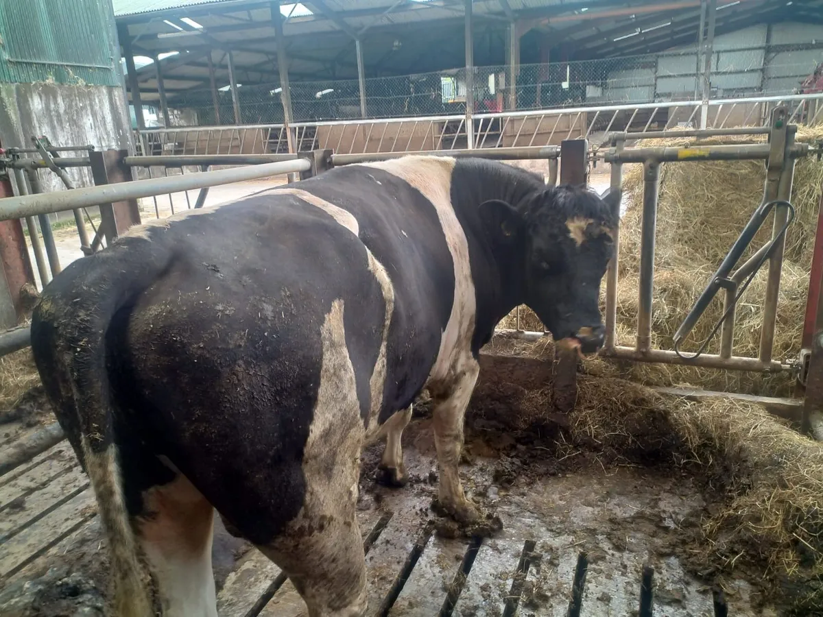 Friesian - Image 4