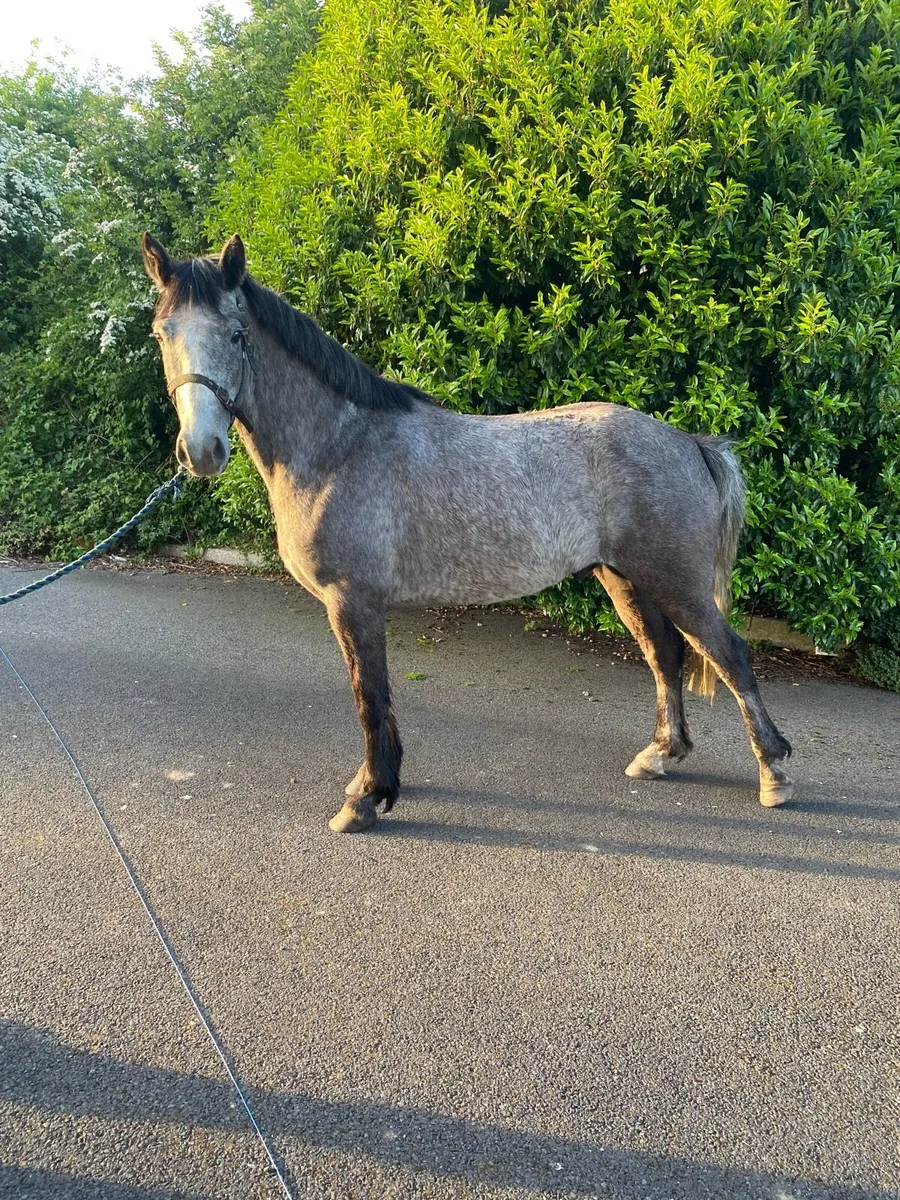 Silver shadow colt - Image 1