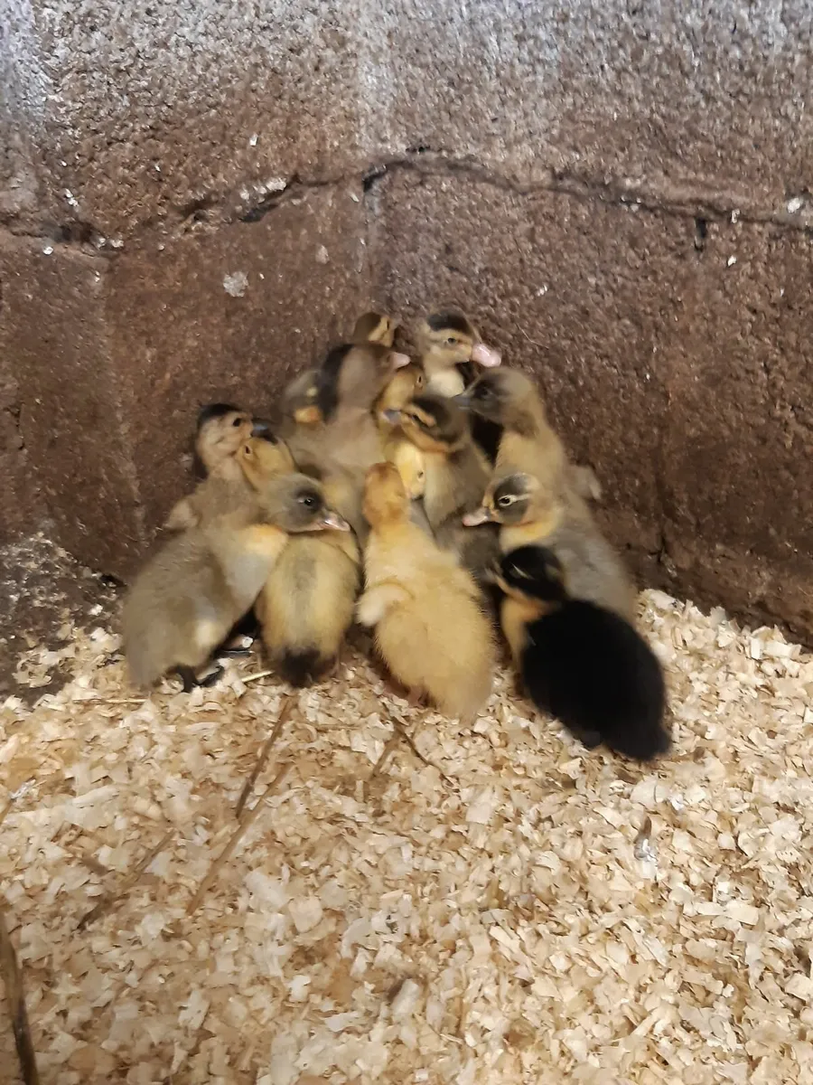 Poultry for sale - Image 1