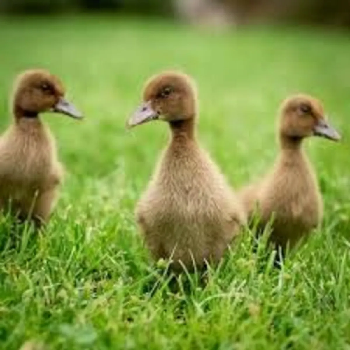 Khaki Campbell Ducklings