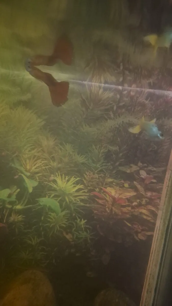 Fish - Image 2