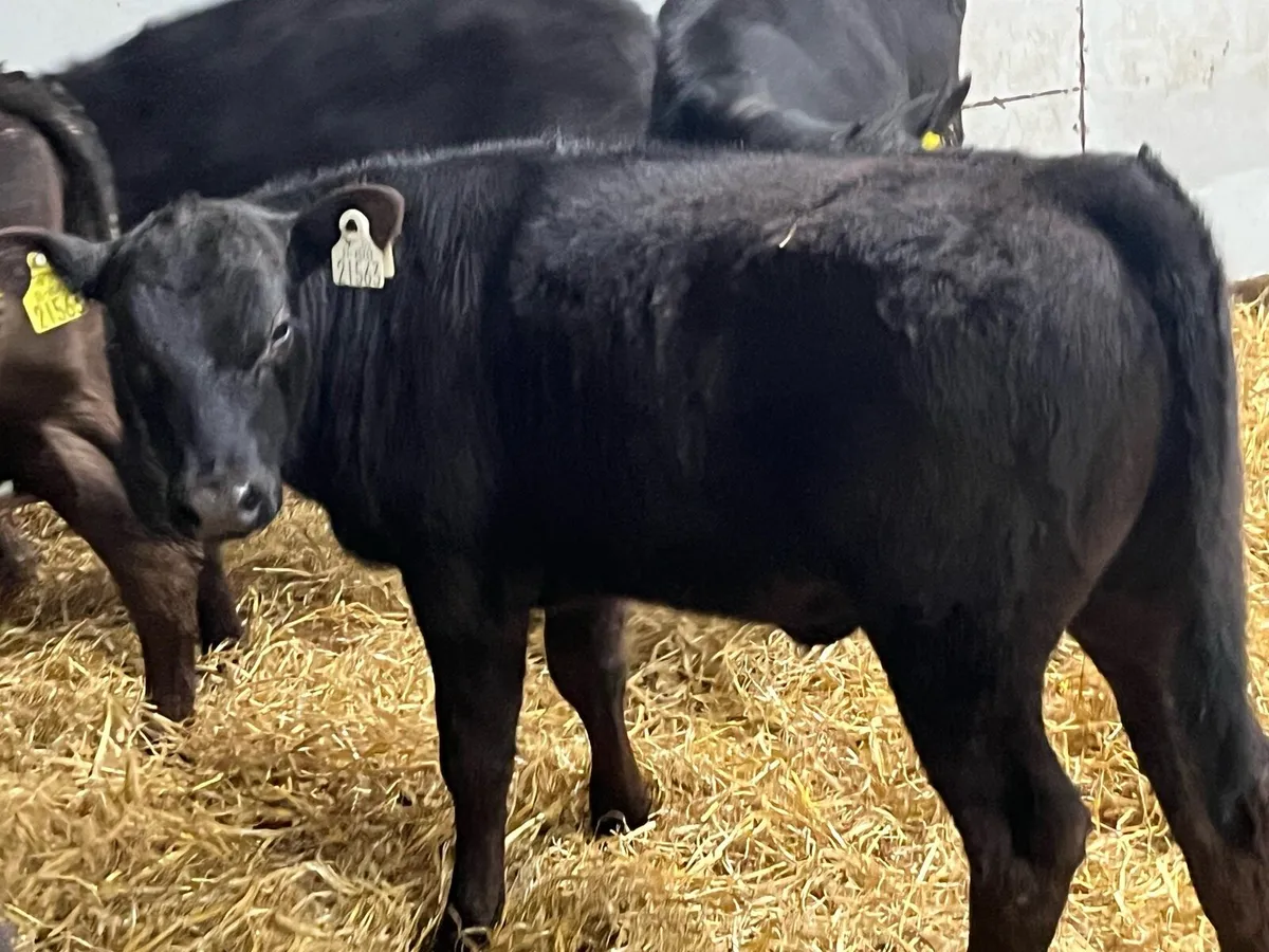 Super AA Heifer Runners - Ready For Grass - Image 1