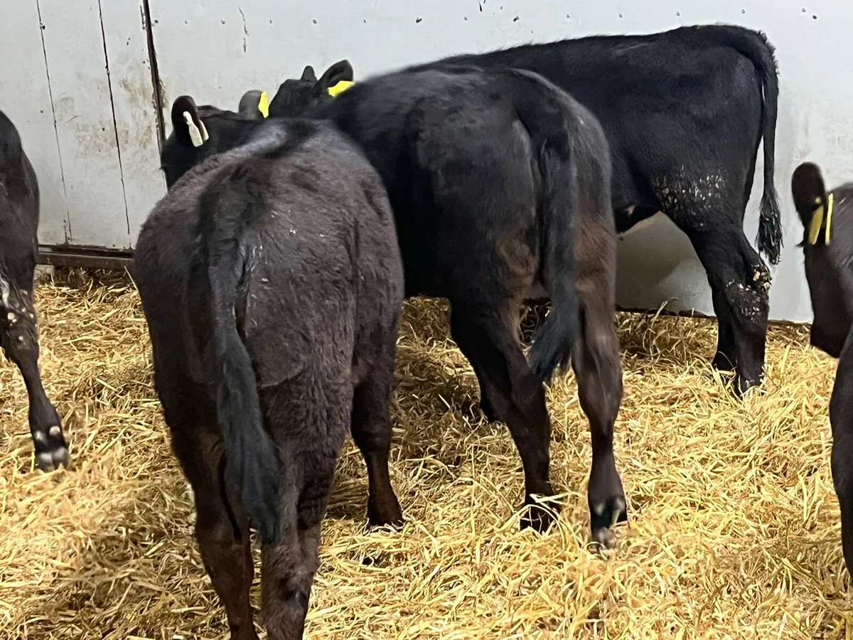 Super AA Heifer Runners - Ready For Grass - Image 2