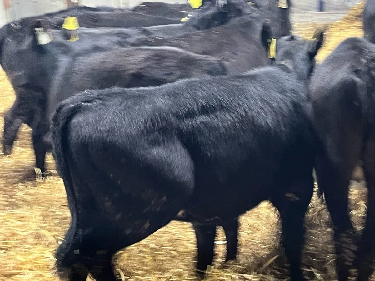 Super AA Heifer Runners - Ready For Grass - Image 3