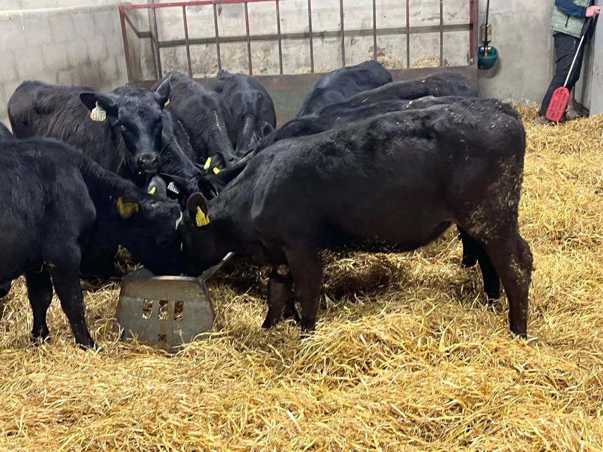 Super AA Heifer Runners - Ready For Grass - Image 4