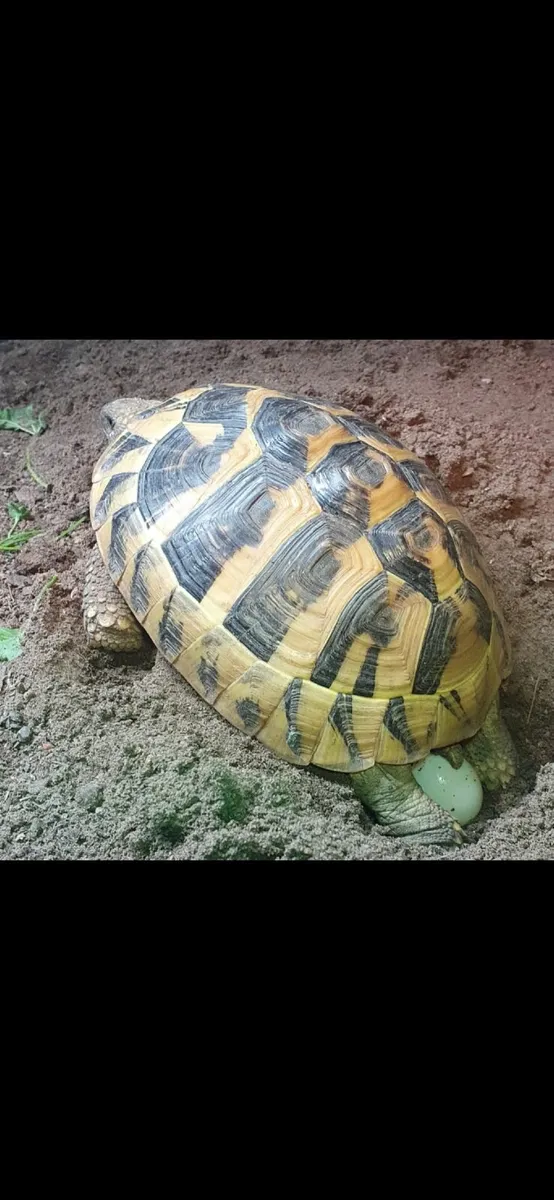 Hermanns Tortoise - Image 4
