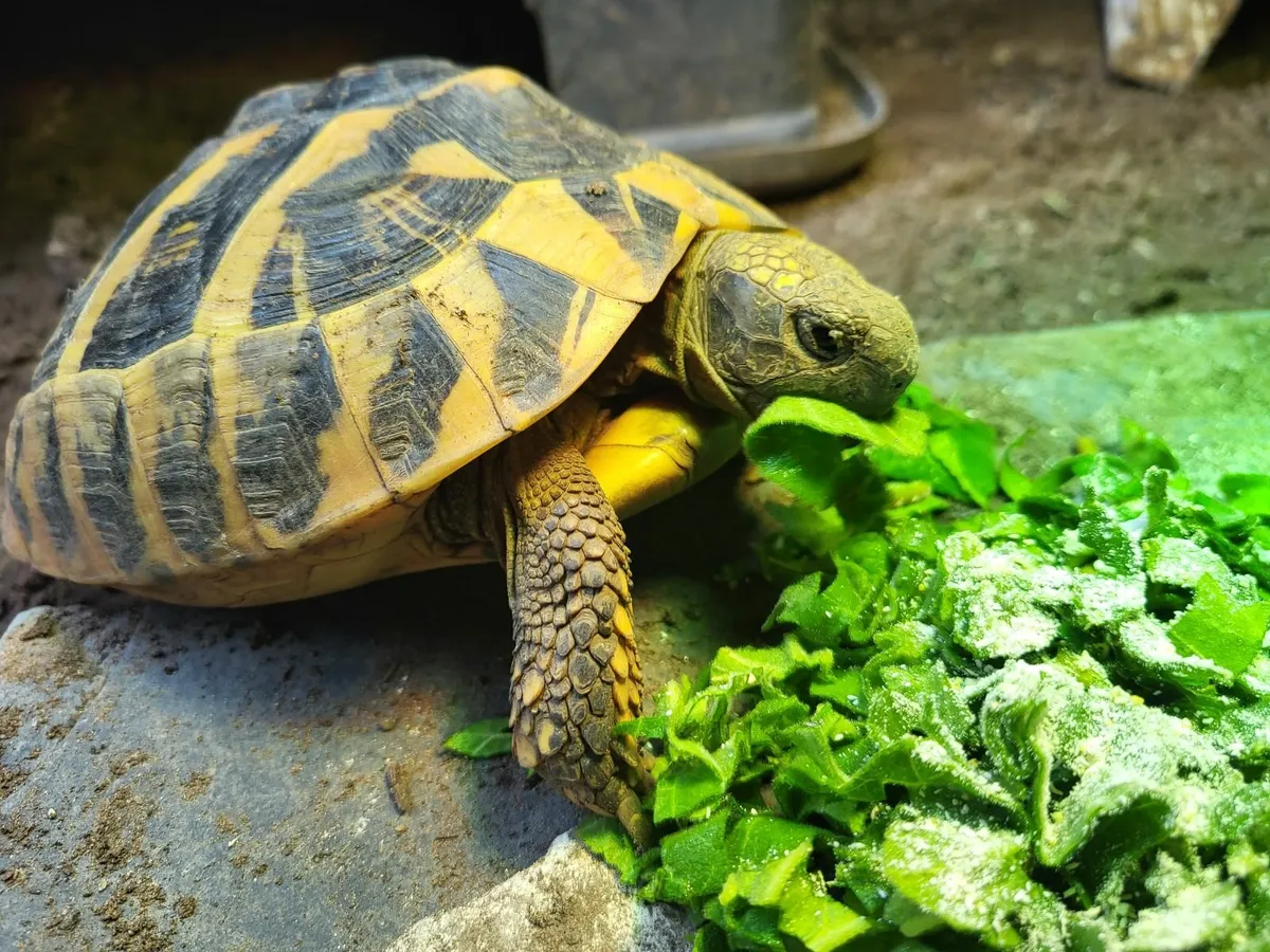 Hermanns Tortoise - Image 1