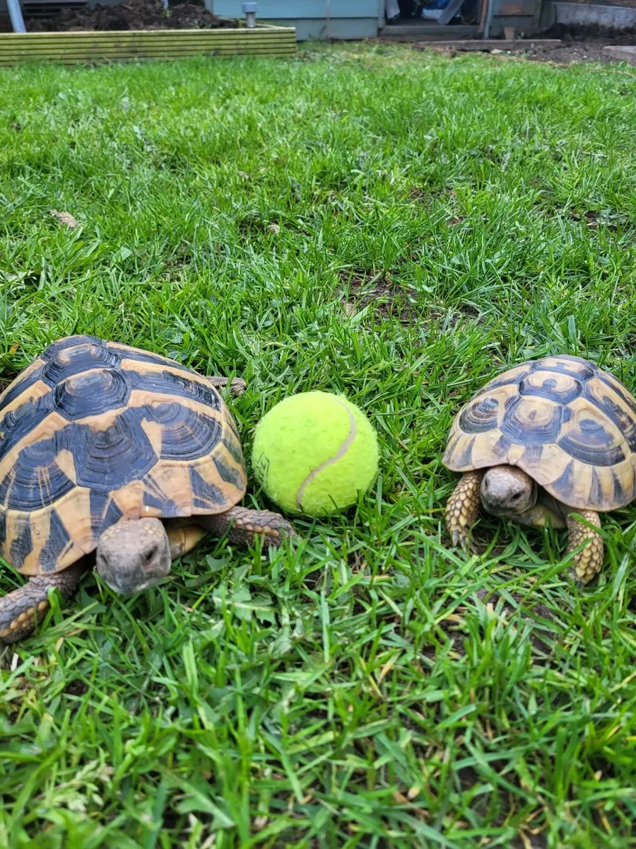Hermanns Tortoise - Image 2