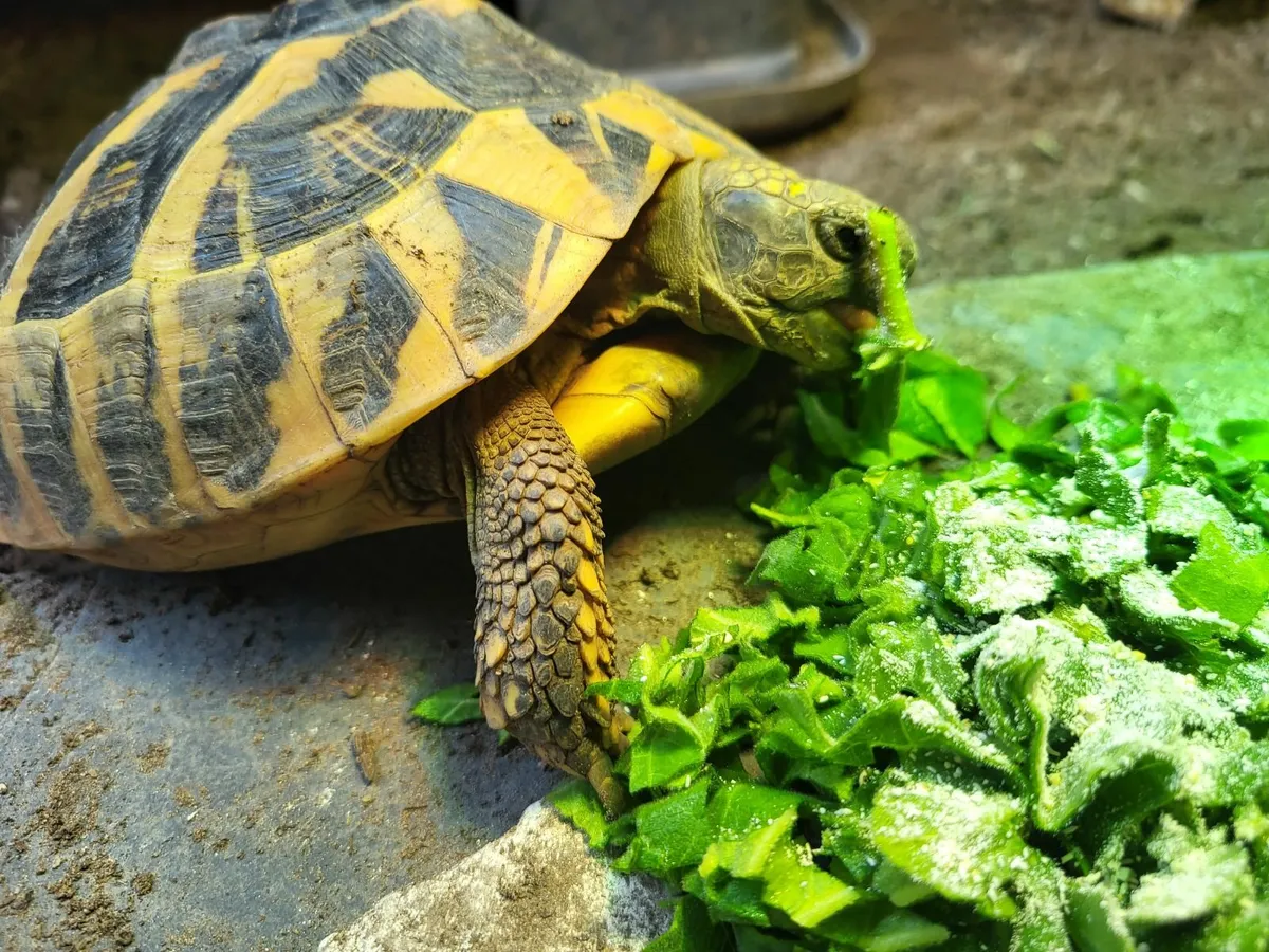 Hermanns Tortoise - Image 3