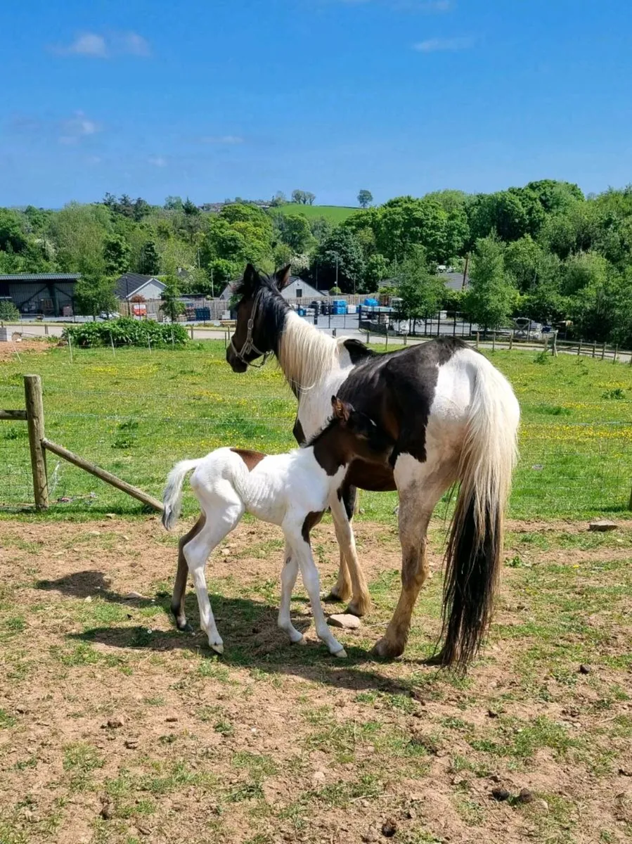 6 year old mare with colt foal at foot - Image 1