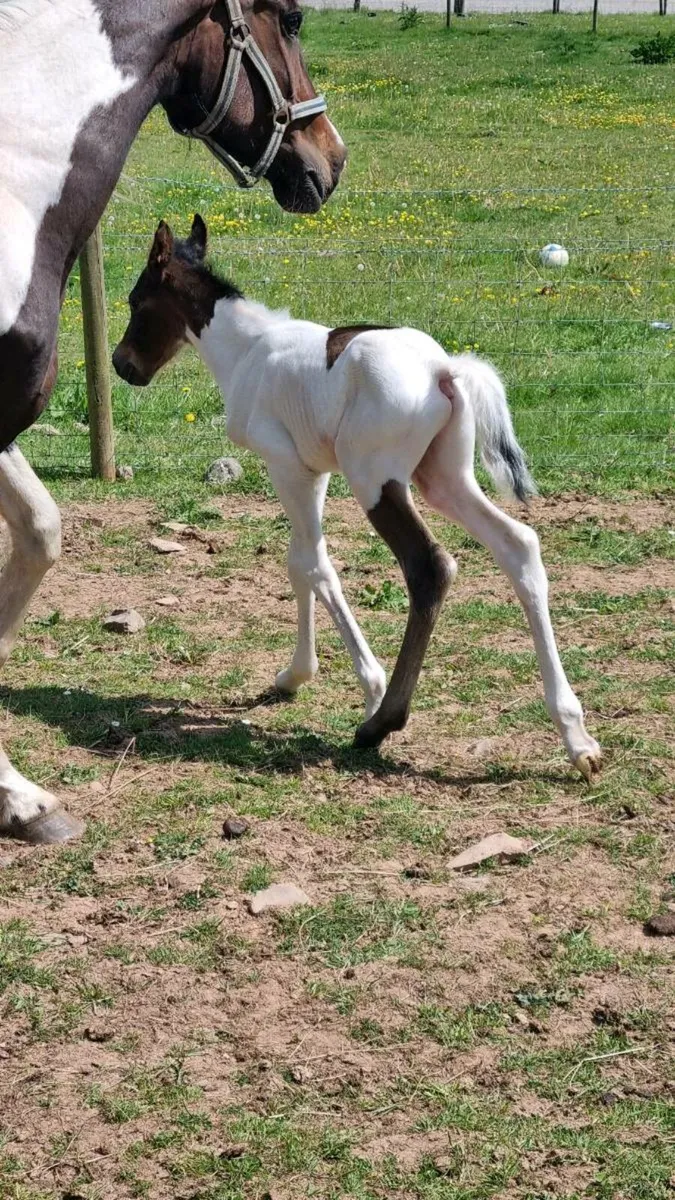 6 year old mare with colt foal at foot - Image 2