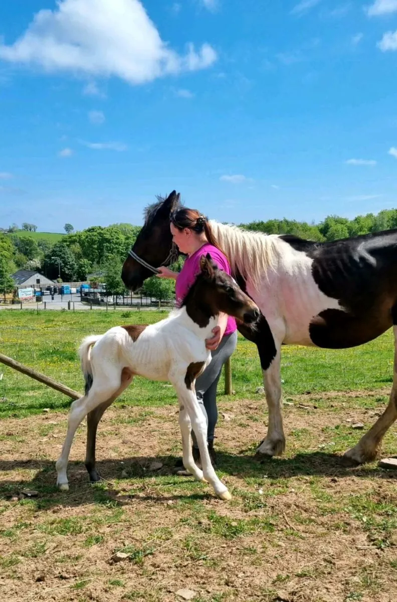 6 year old mare with colt foal at foot - Image 3