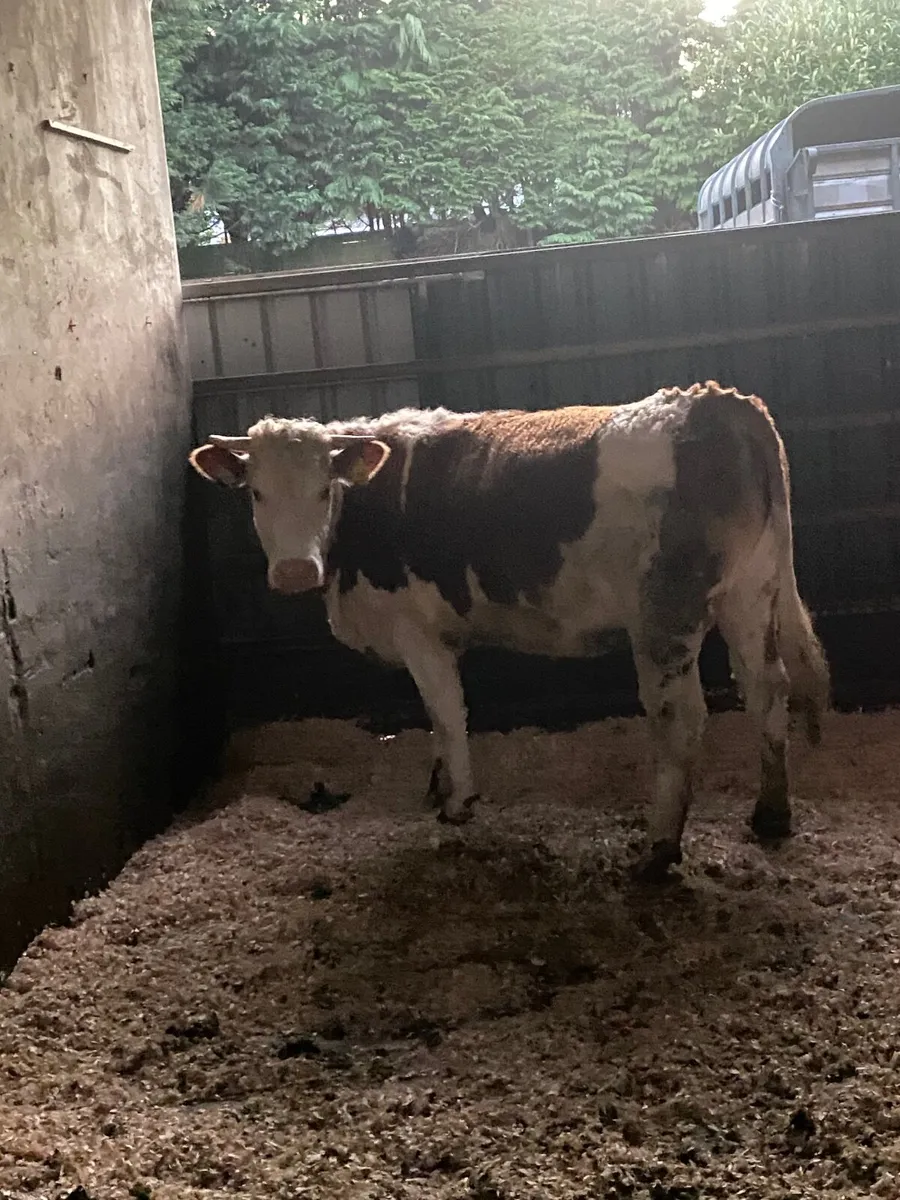 Simmental Meat Boxes - Image 2