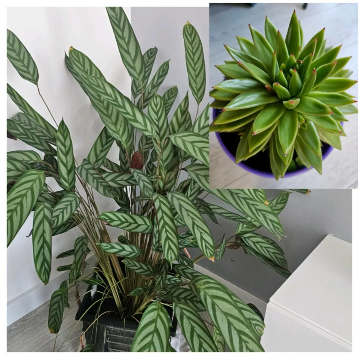 Indoor flower - Image 1