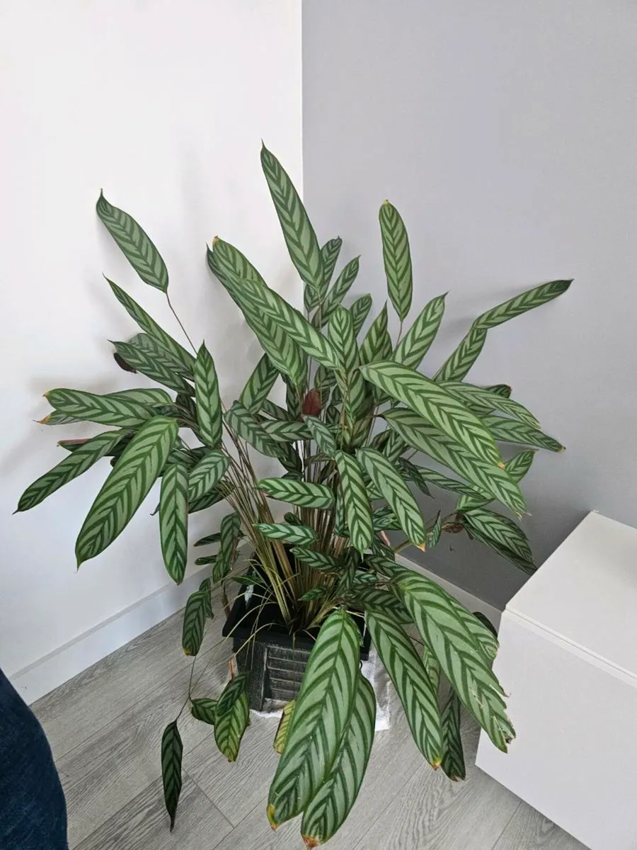 Indoor flower - Image 2