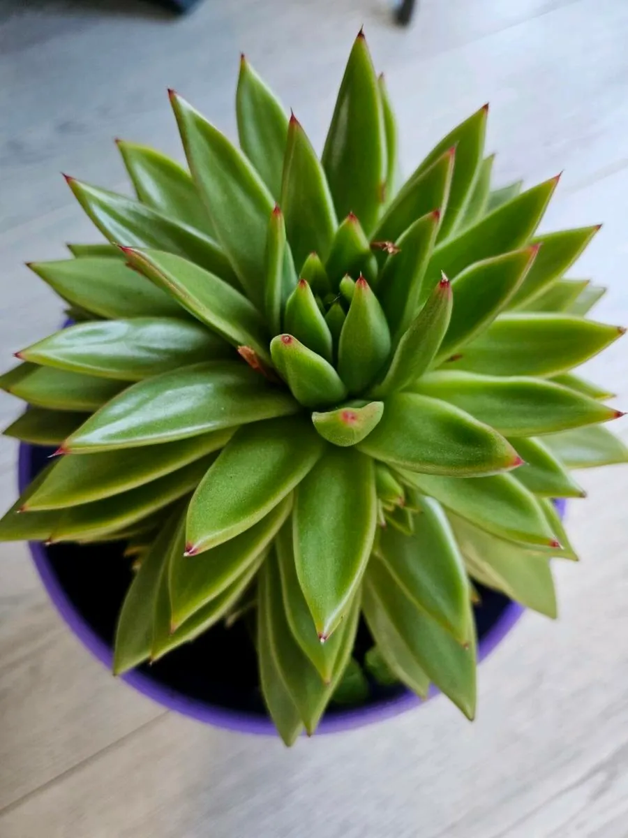 Indoor flower - Image 3