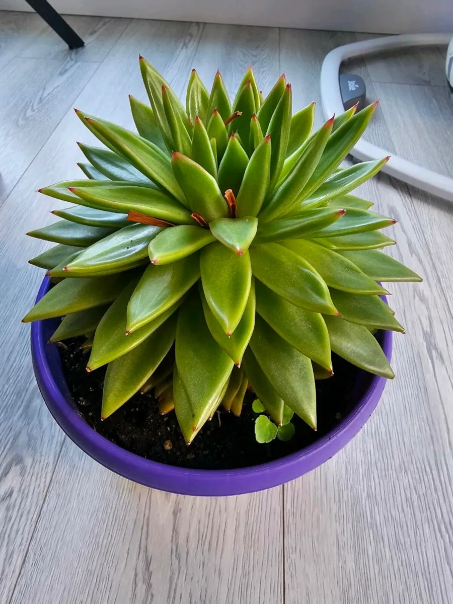 Indoor flower - Image 4