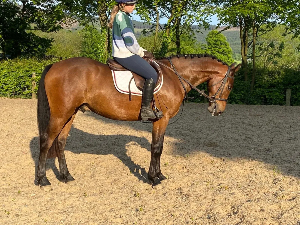 Lot 229 Clifden Friday 4yo Gelding - Image 1