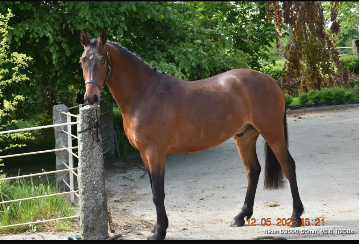 Lot 229 Clifden Friday 4yo Gelding - Image 2