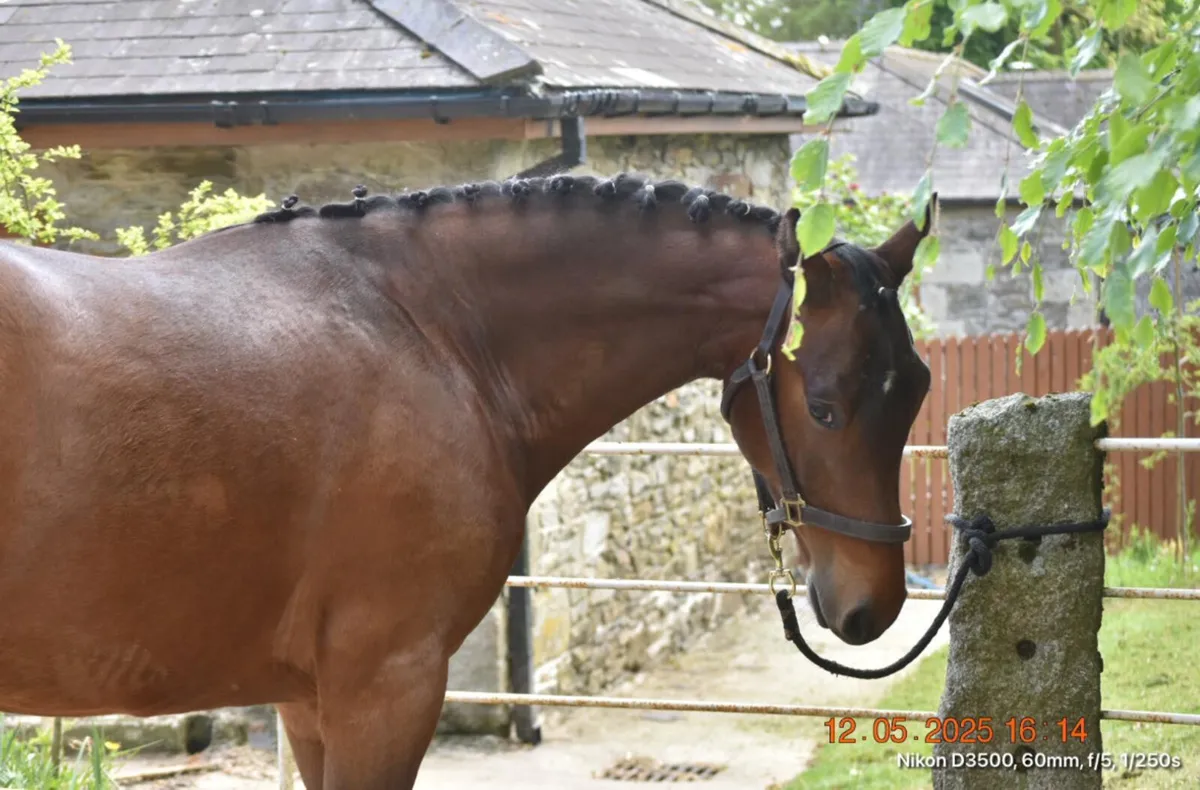 Lot 229 Clifden Friday 4yo Gelding - Image 3