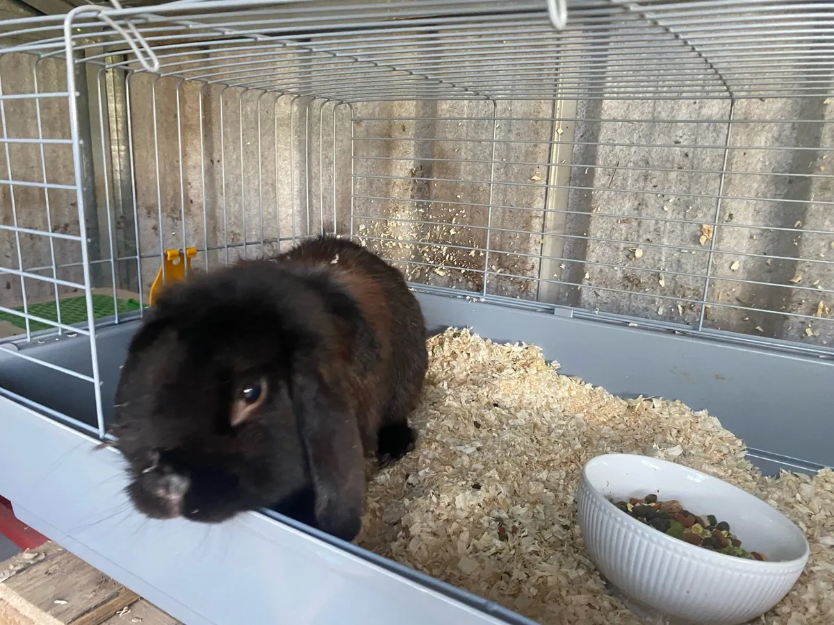 Adult male lop eared bunny rabbit - Image 1