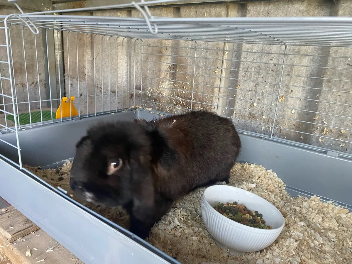 Adult male lop eared bunny rabbit - Image 2
