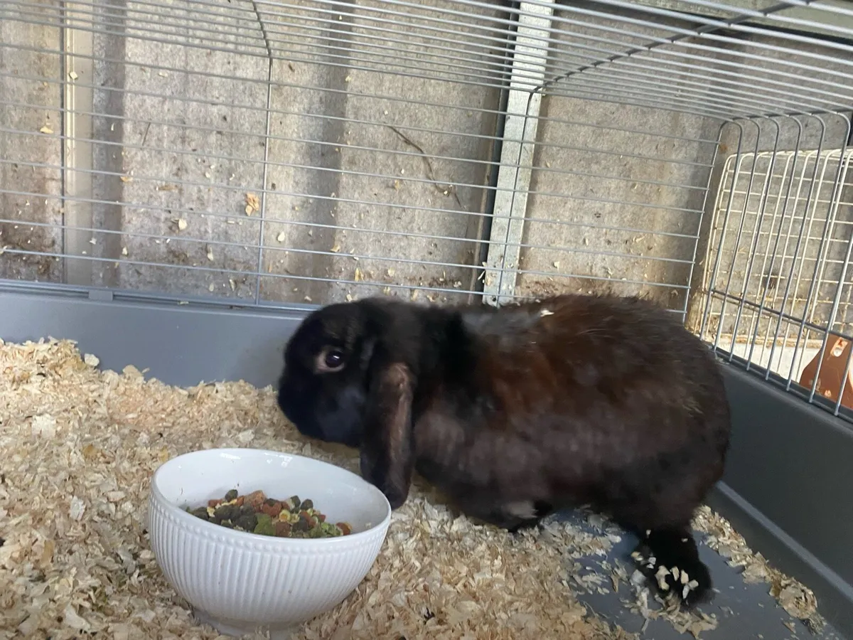 Adult male lop eared bunny rabbit - Image 3