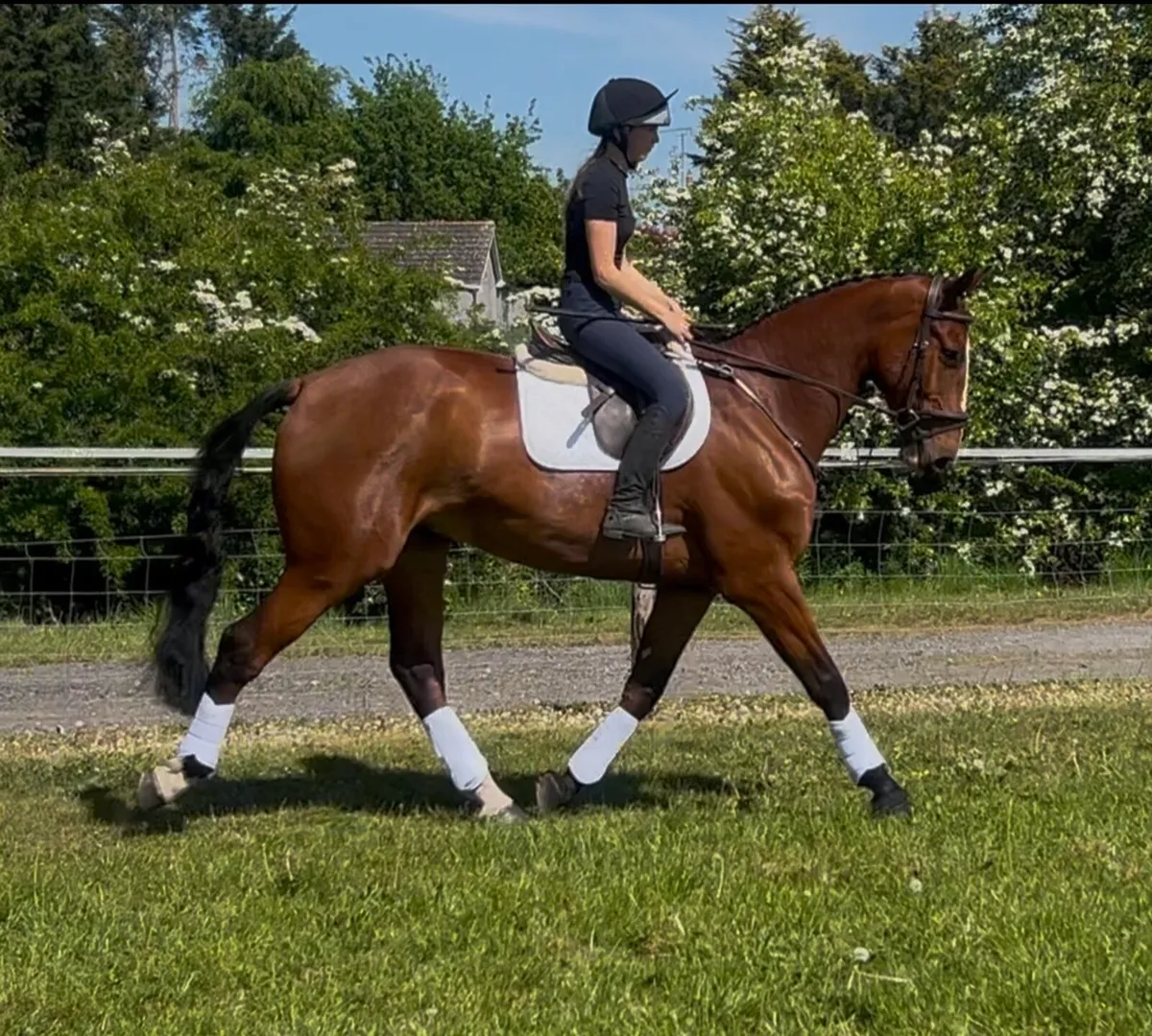 16.3hh 5 year old Gelding - Image 1